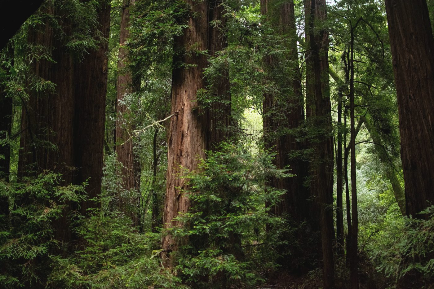 Tall redwood trunks and young trees in a shaded forest